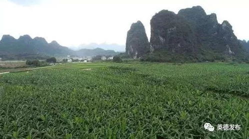 英德黃花鎮(zhèn) 科技賦能，一口傾心的水果傳奇